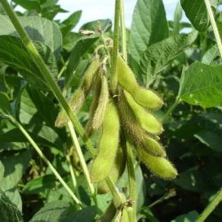 Soja CONSTRUCTOR 00 Hicoat Super