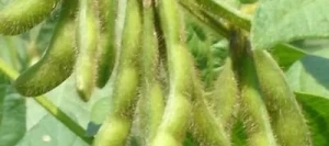 Soja APOLLINA 000 non traité