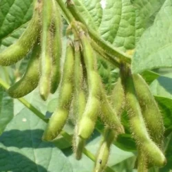 Soja APOLLINA 000 non traité