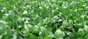 Soja AVISIA I non traité