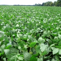 Soja AVISIA I non traité