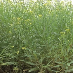 Cameline CALENA non traité