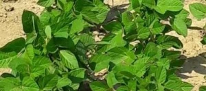 Soja AUSTRALIA 00 AB non traité