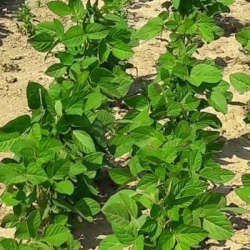 Soja AUSTRALIA 00 AB non traité