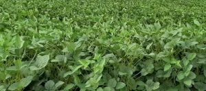 Soja STAPELIA 000 AB non traité