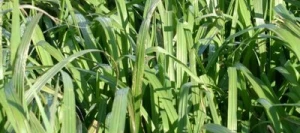 Brome BLIZZARD non traité