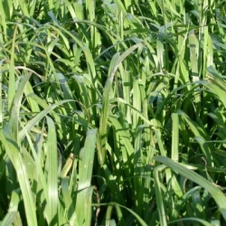 Brome BLIZZARD non traité