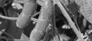 Soja AVENTADOR 0 non traité