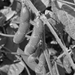 Soja AVENTADOR 0 non traité