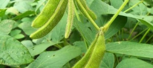 Soja DETECTOR 00 non traité