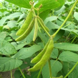 Soja DETECTOR 00 non traité