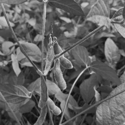 Soja DIAMANTOR 000 non traité