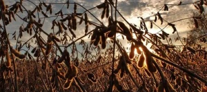 Soja PAPRIKA 000 non traité