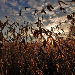 Soja PAPRIKA 000 AB non traité