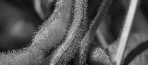 Soja VESUVIO 000 non traité