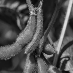 Soja VESUVIO 000 non traité