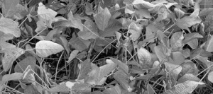 Soja YENDOR 00 non traité