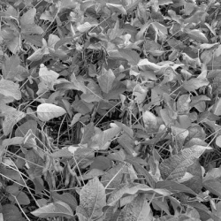 Soja YENDOR 00 non traité