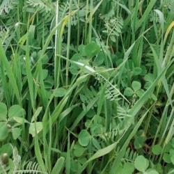 Mélange fourrager HERB'ACTIV M-BAPE non traité