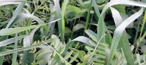 Mélange fourrager HERB'ACTIV M-VALO non traité