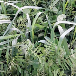 Mélange fourrager HERB'ACTIV M-VALO non traité