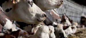 Ray grass d'Italie MIXY non traité