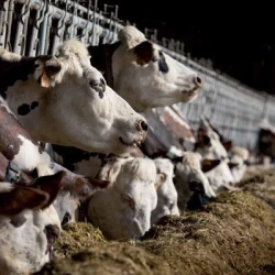 Ray grass d'Italie MIXY non traité