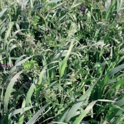 Méteil fourrager METEIL SPRINT non traité