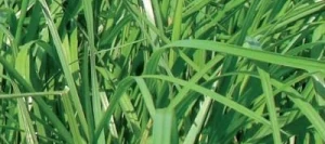 Ray grass d'Italie MILLENIUM AB non traité