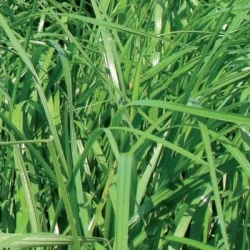 Ray grass d'Italie MILLENIUM AB non traité