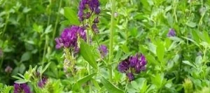 Luzerne EUROPE Enrobé-inoculé