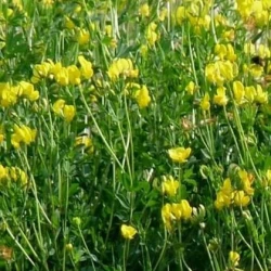 Lotier corniculé AB non traité