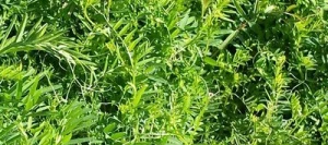 Vesce velue REA non traité