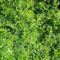 Vesce velue REA non traité