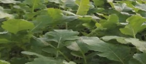 Radis fourragers IRIS non traité