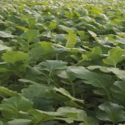 Radis fourragers IRIS non traité