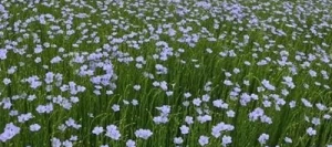 Lin oléagineux RIVIERA printemps non traité