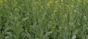 Colza GRIFFIN de printemps non traité