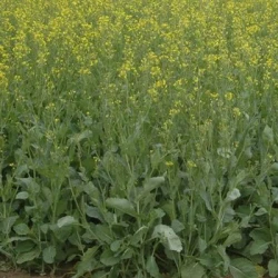 Colza GRIFFIN de printemps non traité