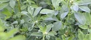 Mélange luzernes LUZAMAX 46 non traité