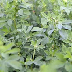 Mélange luzernes LUZAMAX 46 non traité