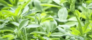 Luzerne ALICIA non traité