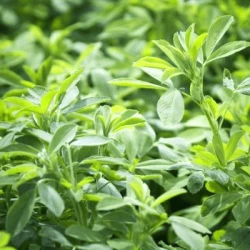 Luzerne ALICIA non traité