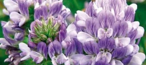 Luzerne ALBA non traité