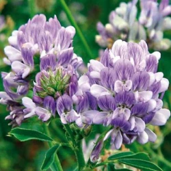 Luzerne ALBA non traité