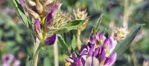 Luzerne LIMORY non traité