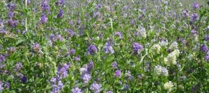 Luzerne MAGA non traité