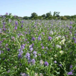 Luzerne MAGA non traité