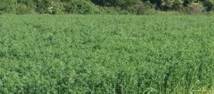 Luzerne VOLGA non traité