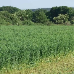 Luzerne VOLGA non traité